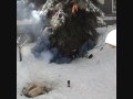 Newfoundland Puppy Delivery