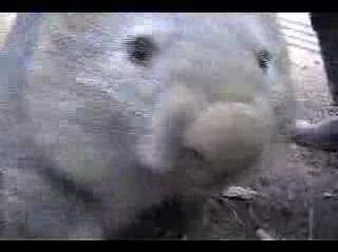 Digger the wombat & Donna