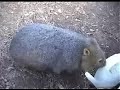 Digger the wombat & Donna