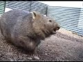 Digger the wombat and her foster mother, Donna.Digger is almost ready to be released back into the Australian bush (wild). Note the 'huff huff' noises that she makes for Donna's affection, but at the same time really wants to be aggressive and bite Donna (just like a teenager?). Digger will eventually become plain aggressive, which will give us a clear indication that she's ready to be released.