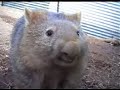 Digger the wombat & Donna