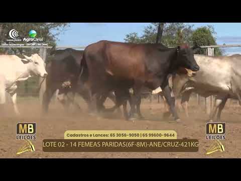 510� LEIL�O VIRTUAL MB LEIL�ES