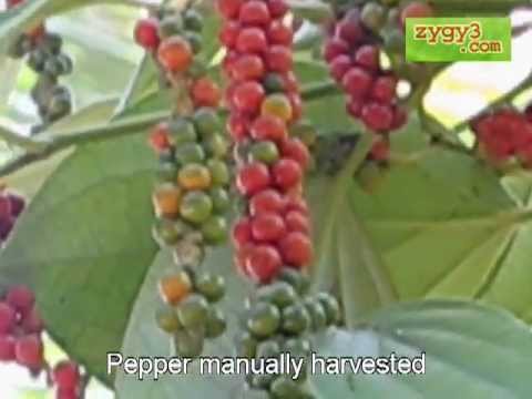 how to harvest peppercorns
