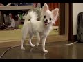 Story Of Healty DOG Vo2??????Vo2)