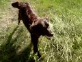 My German Longhaired Pointer (Duitse Staande) playing with ball