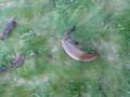 Nature - Garden foxes in Norbury London