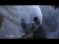 Horse Video Contest [Tournament Style]  - IS OVER!!