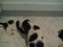 Bivens Basset Puppies 09-07-07