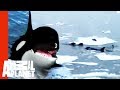 Orcas Attack Seal