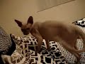 Heinrich fetches his fuzzy ball