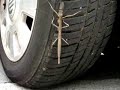 Big Ass Walking Stick bug Big Ass Walking Stick bug