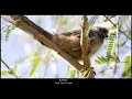 Birds in Ethiopia