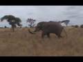 African Elephant Charges our Truck