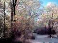 videos de IMG 0011