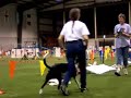 Dog agility