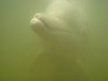 videos de Wilder Delphin im Hafen von Tin Can Bay