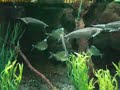 Humphead Glassfish Tetra Humphead Glassfish Tetra