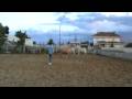 videos de Potros lusitanos