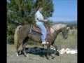 Rocky Mountain Horses