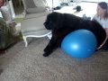 Newfie with wobblers 11 11 09 up to 9 maybe more !