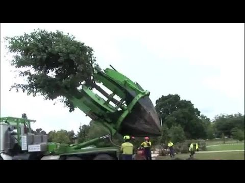 Trasplantando un árbol (eng)