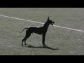 Peruvian hairless dog playing soccer in Sweden Peruvian Hairless Dog