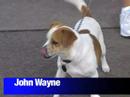 John Wayne needs a home