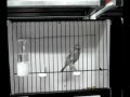 Soran1965 - soran65 معرض ومسابقة للكناري اللون