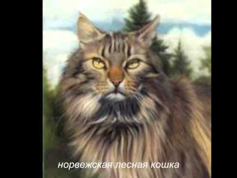 породы кошек и котов))