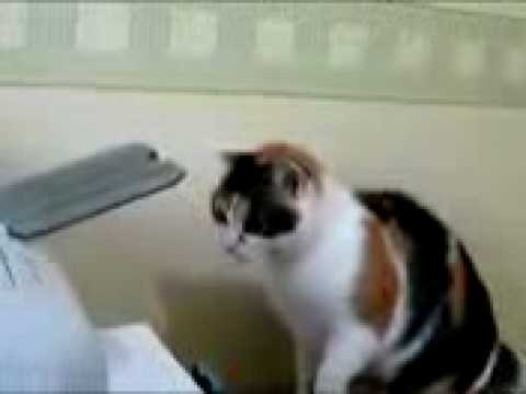 بزونه - Cat funny بسه قطوه بزونه.