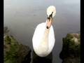 videos de cygnes qui mangent dans la main