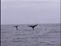 Sperm whale cachalotes Sperm whale cachalotes