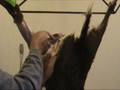 Methods of skinning your Deer segment 1