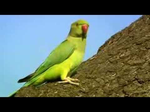 parakeet - Wildlife documentary series. There are estimated to be 30000 wild parakeets in Britain. Why are they thriving? NATURE: Wild On: BBC 2 North (102) Date: Satu...