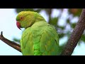 Wildlife documentary series. There are estimated to be 30000 wild parakeets in Britain. Why are they thriving? NATURE: Wild On: BBC 2 North (102) Date: Saturday 23rd February 2008