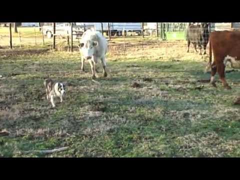 Blue the Border Collie Herding cattle