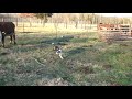 Blue the Border Collie Herding cattle Blue the Border Collie Herding cattle