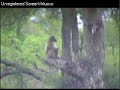 baboons-and-territorial-fight-nkorho-103107.html