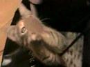 Funny Kitten, Pailey, attacks wind chime