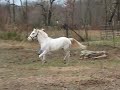 video long yearlings095.AVI