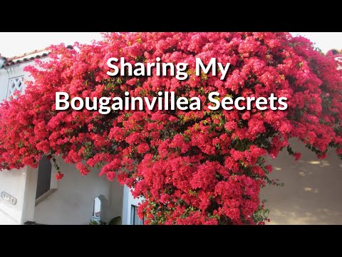 how to replant bougainvillea