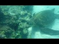 Amérique Du Sud Equateur Iles Galapagos Plongée Hd