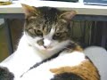 A calico cat\ A calico cat\