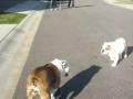 videos de Skateboarding Kingsley