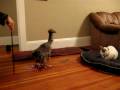 Patches and Claude play