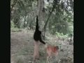 monos saltando, y haciendo bromas