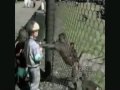 Recopilación de los monos mas traviesos