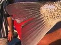 Brisbane River Bass Fishing