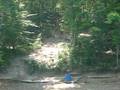 Dale Hollow Lake 2008 Rope Swinging