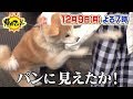 【帰れマンデー見っけ隊!!】2019年12月9日(月) 放送